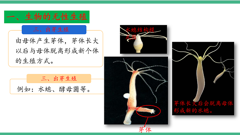 苏教版生物八年级下册 21.1生物的无性生殖（第一课时）课件08