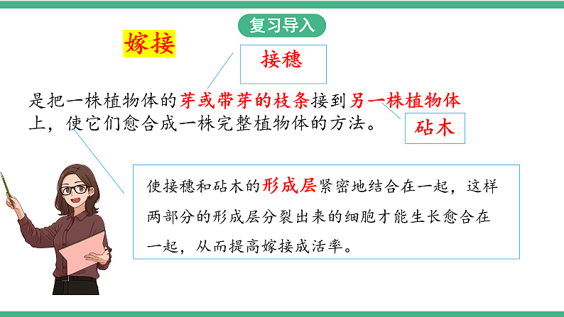 苏教版生物八年级下册 21.1生物的无性生殖（第二课时）课件04