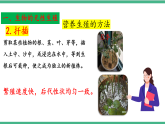 苏教版生物八年级下册 21.1生物的无性生殖（第二课时）课件