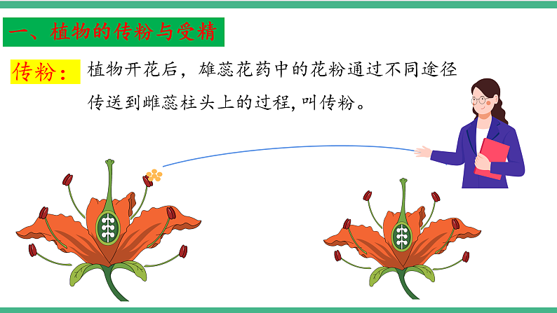苏教版生物八年级下册 21.2植物的有性生殖（第一课时）课件第6页