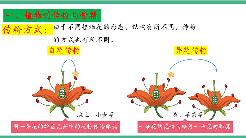 苏教版生物八年级下册 21.2植物的有性生殖（第一课时）课件第7页