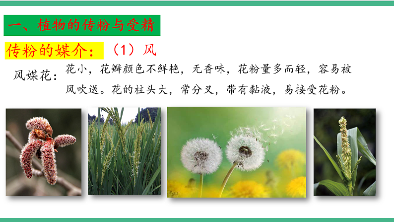 苏教版生物八年级下册 21.2植物的有性生殖（第一课时）课件第8页