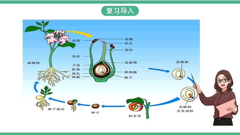 苏教版生物八年级下册 21.2植物的有性生殖（第二课时） 课件03