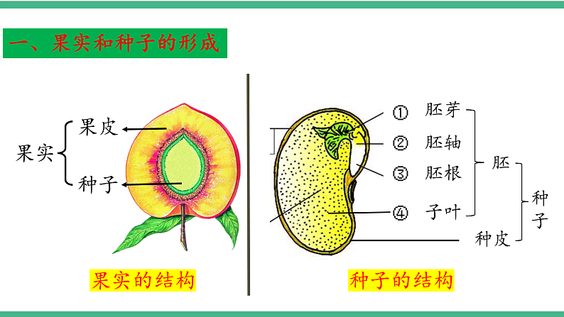 苏教版生物八年级下册 21.2植物的有性生殖（第二课时） 课件07