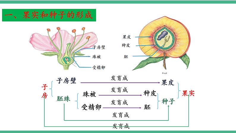 苏教版生物八年级下册 21.2植物的有性生殖（第二课时） 课件08