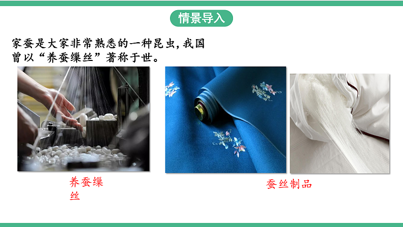 苏教版生物八年级下册 21.3昆虫的生殖与发育 课件03