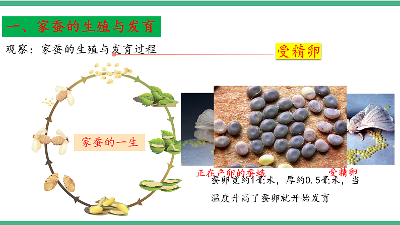 苏教版生物八年级下册 21.3昆虫的生殖与发育 课件06
