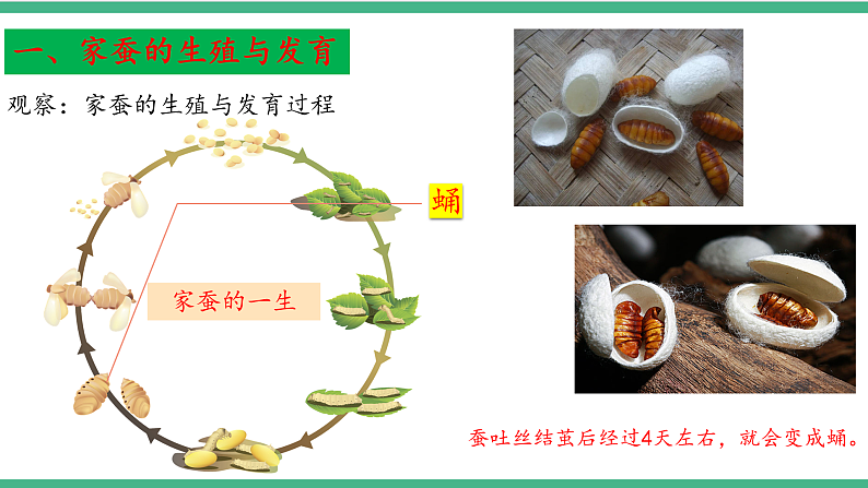 苏教版生物八年级下册 21.3昆虫的生殖与发育 课件08