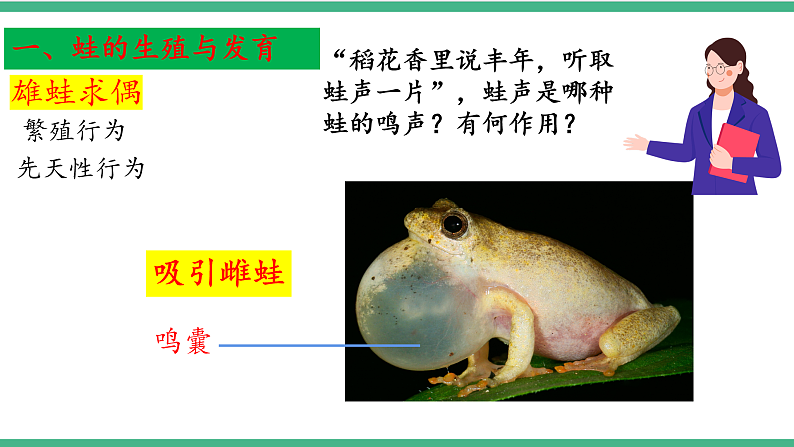 苏教版生物八年级下册 21.4两栖类的生殖与发育 课件第6页