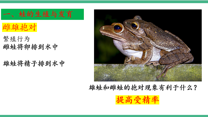 苏教版生物八年级下册 21.4两栖类的生殖与发育 课件第7页