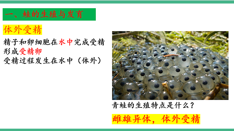 苏教版生物八年级下册 21.4两栖类的生殖与发育 课件第8页