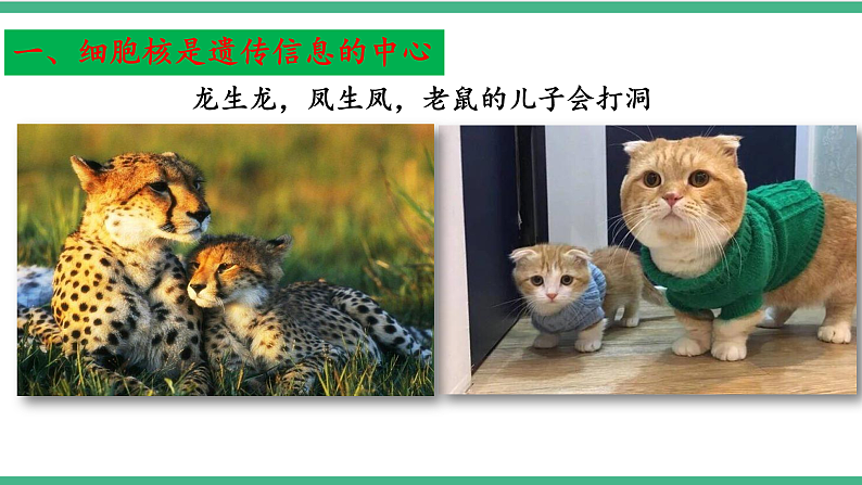 苏教版生物八年级下册 22.1 DNA是主要的遗传物质 课件第4页