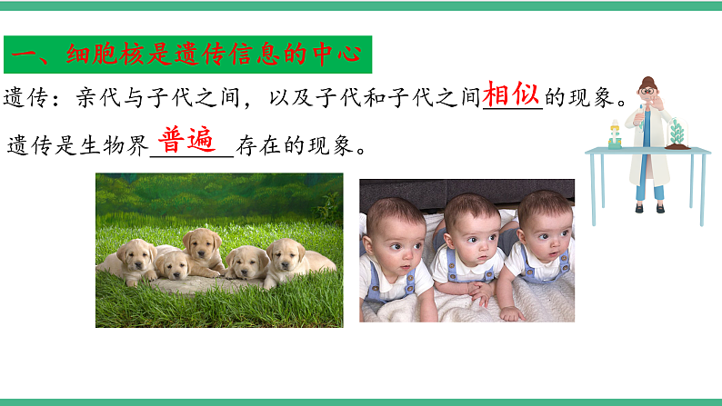 苏教版生物八年级下册 22.1 DNA是主要的遗传物质 课件第5页