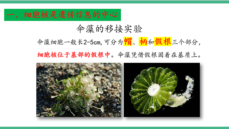 苏教版生物八年级下册 22.1 DNA是主要的遗传物质 课件第8页