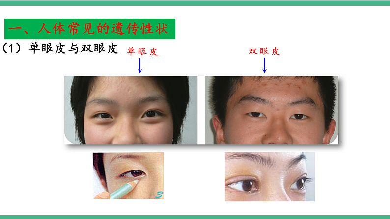 苏教版生物八年级下册 22.2 人的性状和遗传 课件06
