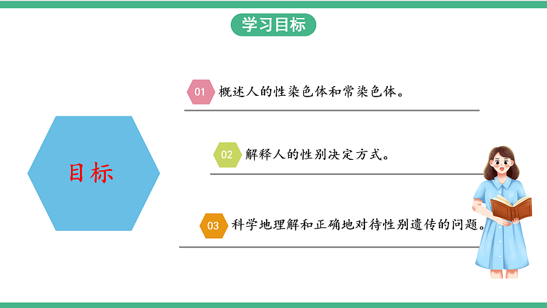 苏教版生物八年级下册 22.3人的性别决定 课件02