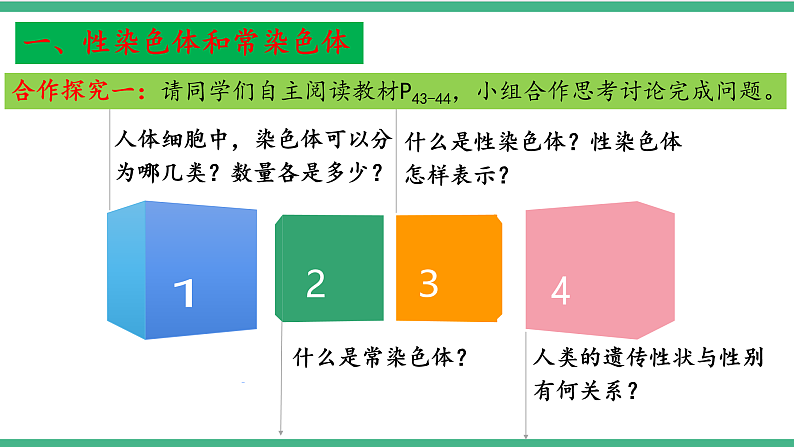 苏教版生物八年级下册 22.3人的性别决定 课件05