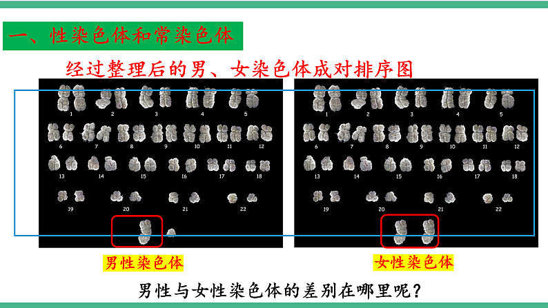 苏教版生物八年级下册 22.3人的性别决定 课件07