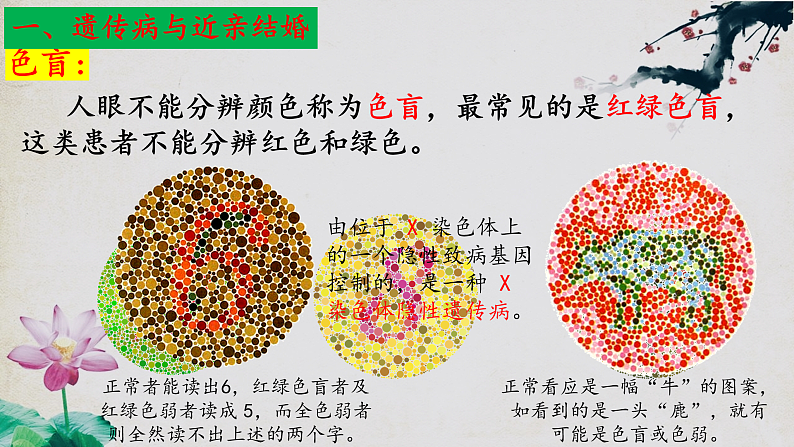 苏教版生物八年级下册 22.4遗传病和优生优育 课件06