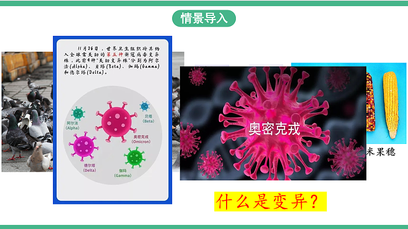 苏教版生物八年级下册 22.5生物的变异 课件03