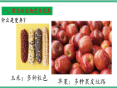 苏教版生物八年级下册 22.5生物的变异 课件