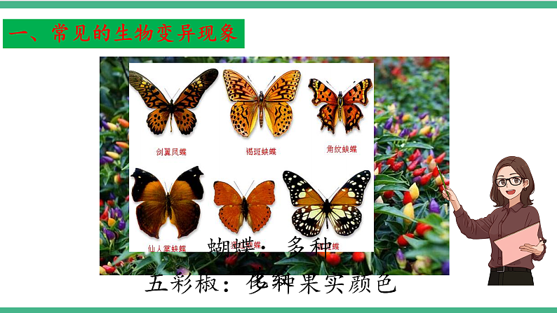 苏教版生物八年级下册 22.5生物的变异 课件06