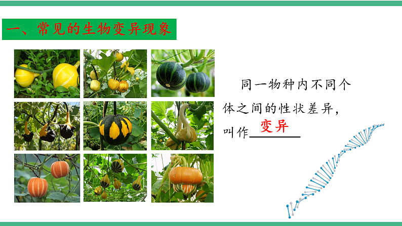 苏教版生物八年级下册 22.5生物的变异 课件07