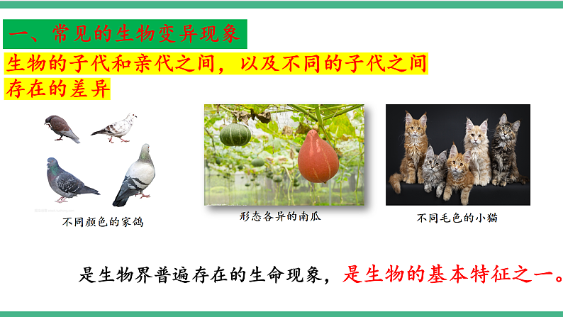 苏教版生物八年级下册 22.5生物的变异 课件08