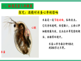 苏教版生物八年级下册 26.1远离烟酒  课件