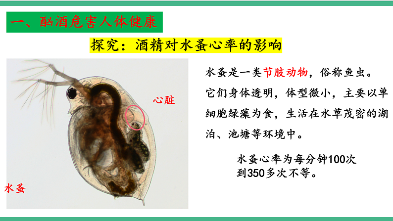 苏教版生物八年级下册 26.1远离烟酒  课件第5页