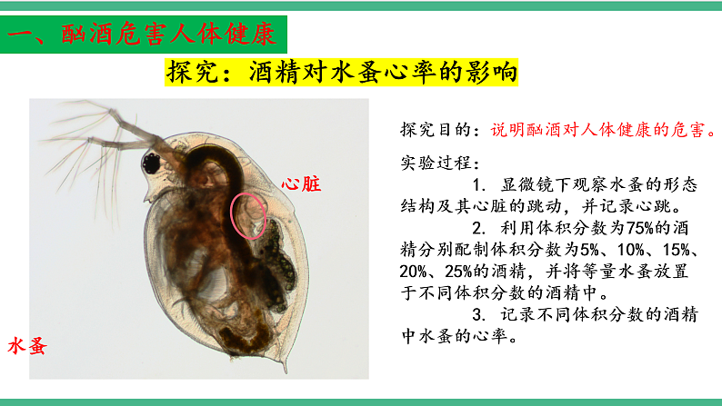 苏教版生物八年级下册 26.1远离烟酒  课件第6页