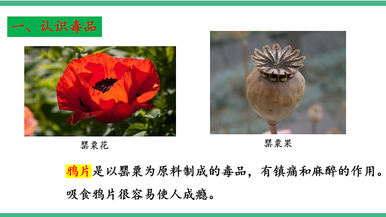 苏教版生物八年级下册 26.2 拒绝毒品  课件第7页