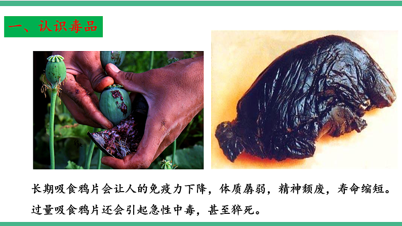 苏教版生物八年级下册 26.2 拒绝毒品  课件第8页