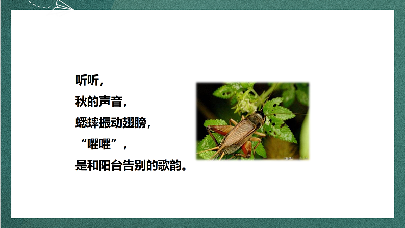 人教部编版语文三上7《听听，秋的声音》 课件+教案+音频素材08