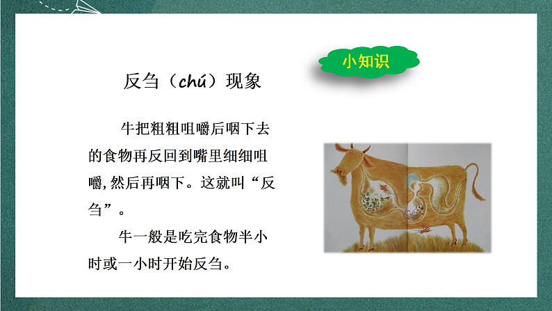 人教部编版语文三上10《在牛肚子里旅行》 第2课时 课件+教案07
