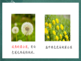人教部编版语文三上16《金色的草地》 第1课时 课件+教案