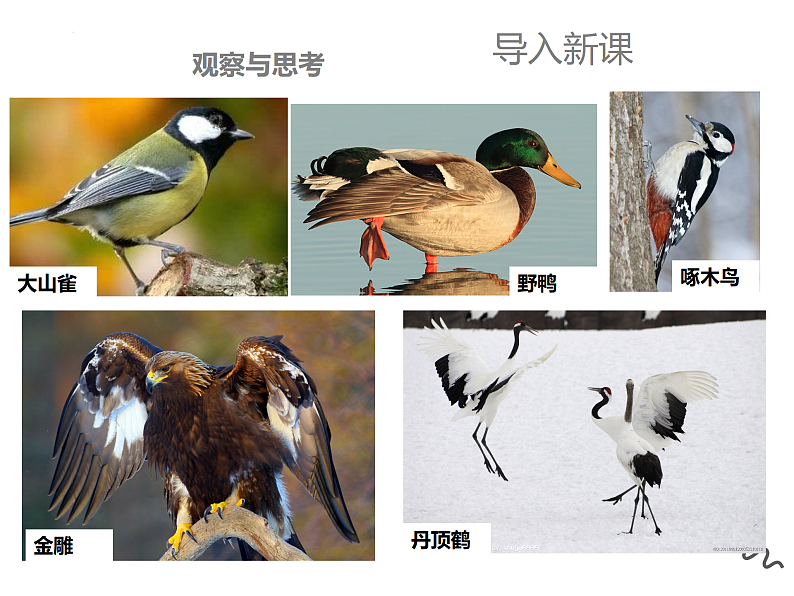 5.1.6鸟课件2024年初中秋季人教版生物八年级上册第2页