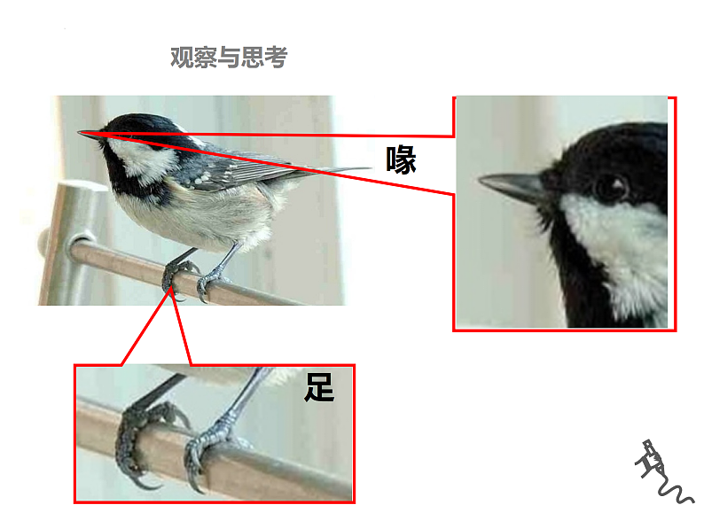 5.1.6鸟课件2024年初中秋季人教版生物八年级上册第3页