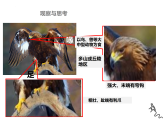 5.1.6鸟课件2024年初中秋季人教版生物八年级上册