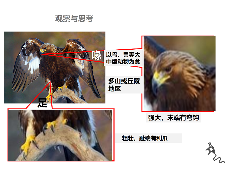 5.1.6鸟课件2024年初中秋季人教版生物八年级上册第4页