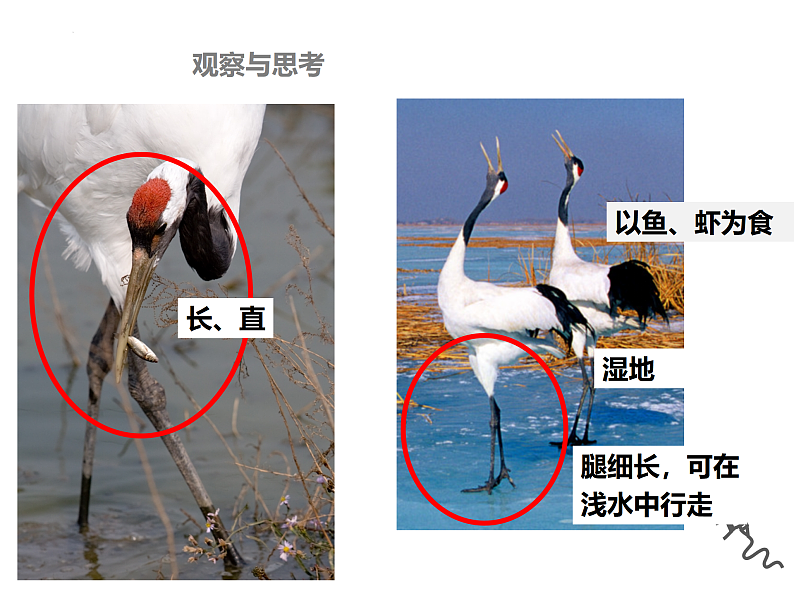 5.1.6鸟课件2024年初中秋季人教版生物八年级上册第5页