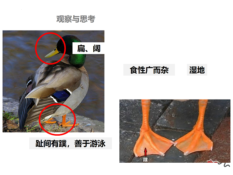 5.1.6鸟课件2024年初中秋季人教版生物八年级上册第7页