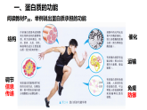 第4节 蛋白质是生命活动的主要承担者课件1