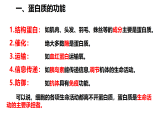 第4节 蛋白质是生命活动的主要承担者课件1