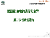 4.4.2性状的遗传课件 -2024年初中秋季济南版生物八年级上册
