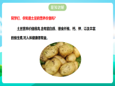 【北师大版】三年级《劳动实践指导手册》第8课《土豆成长我观察》教案+课件