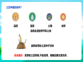 【北师大版】三年级《劳动实践指导手册》第8课《土豆成长我观察》教案+课件