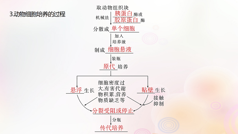 鲁湘辽新教材2024届高考生物一轮复习第十单元生物技术与工程第4课时动物细胞工程课件第6页
