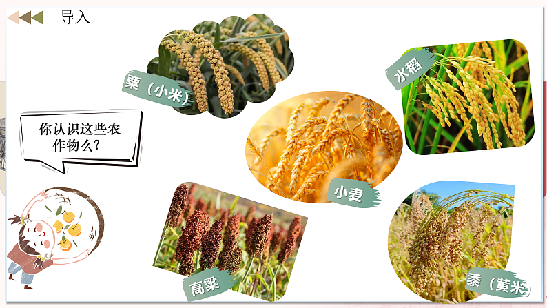 【人教版】七上历史  第2课  原始农业与史前社会（课件+教案+导学案+同步练习+素材）01