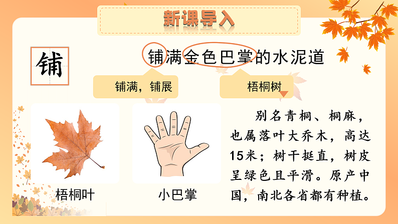 【核心素养-任务群】部编版语文三上 5《铺满金色巴掌的水泥道》课件+教案+音视频素材+课文朗读05